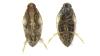 Nanocixius discrepans